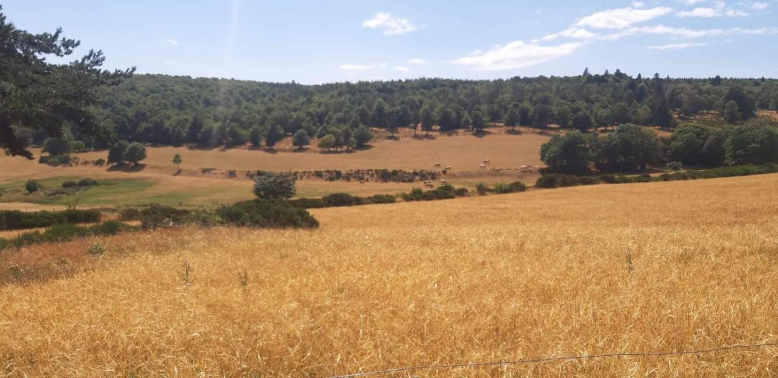 Gite Le Petit Nice Pradelles المظهر الخارجي الصورة